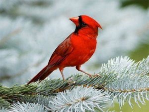 Avian Assembly Picture Puzzle